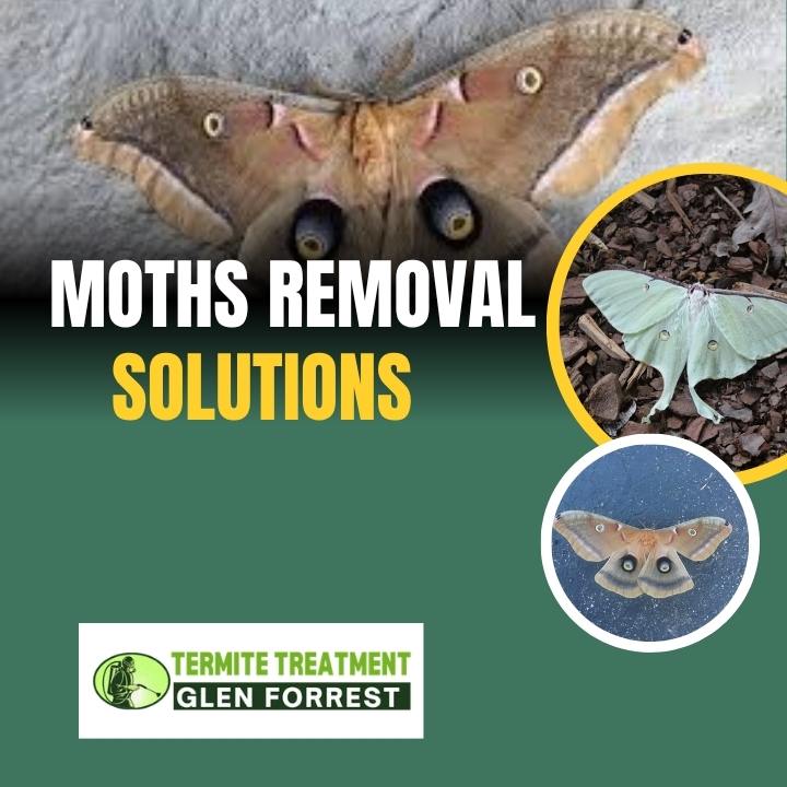 Moth Removal Solutions for Clothes and Fabric Safety