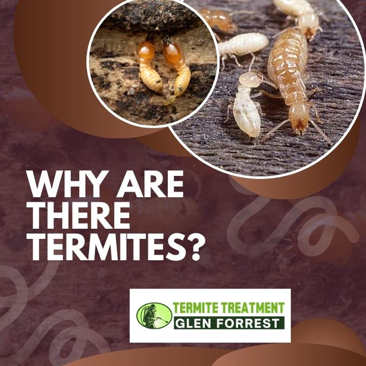 Why Are There Termites in Your House? Common Causes