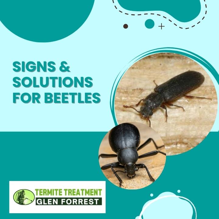 Beetle Infestation: Signs, Causes, and the Best Control Solutions