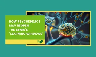 How Psychedelics May Reopen the Brain’s “Learning Windows”