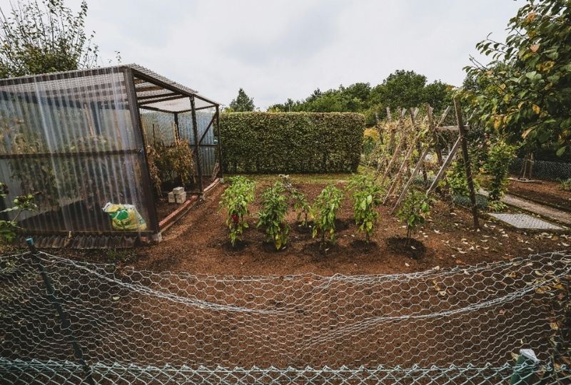 The Veterans Digging In: Why the Allotment Boom Makes Complete Sense