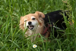 Is Your Dog's Gut Healthy? Signs to Watch and What to Do in Bristol, TN