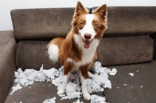 Separation Anxiety in Dogs: What Back-to-School Season Triggers and How to Help