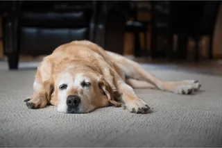 Best Dog Food for Joint Problems