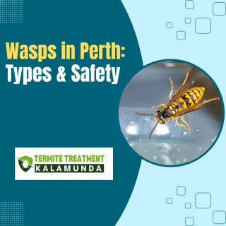 Wasps in Perth, Australia: Types, Habits, and Safety Tips