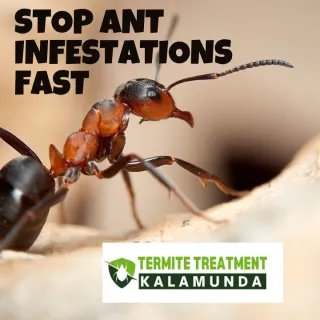 Ant Pest Control Tips to Stop Ant Infestations