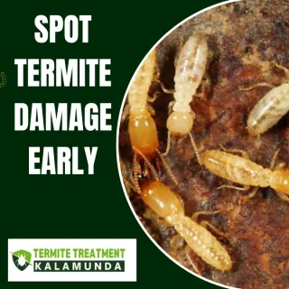 How to Spot Termite Damage Before It Ruins Your Home