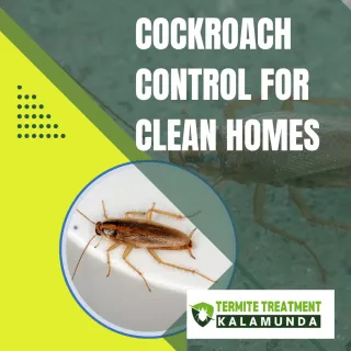 Cockroach Control Services for a Clean and Healthy Home