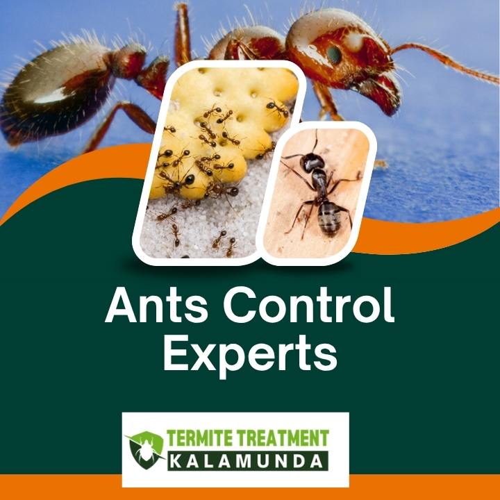 Ants Control Experts for Long Lasting Home Protection