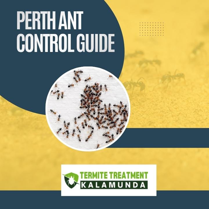 Ant Control Perth: Expert Solutions for Homes and Businesses