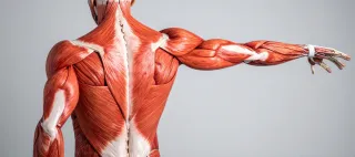 The Muscles That Matter Most for Aging Well