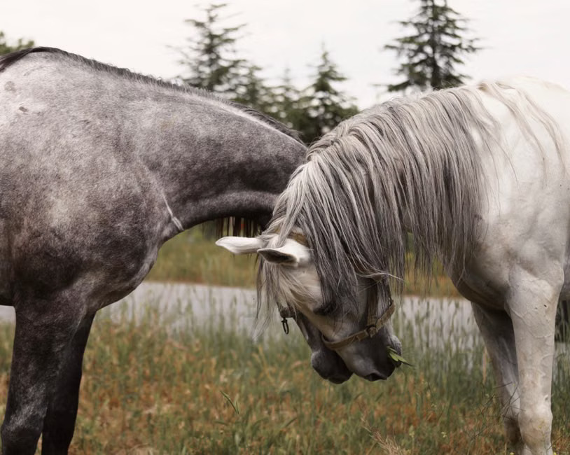 Horse Chiropractor in Tulsa: Supporting Your Horse's Health at Frost Chiropractic