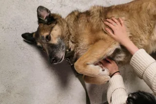 Animal Chiropractor in Tulsa: Caring for Your Pet at Frost Chiropractic