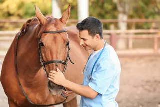 The Horse Breeding Journey: A Step-by-Step Guide for First-Time Breeders