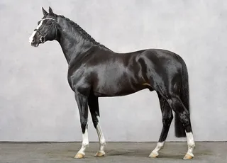 How to Choose a Stallion for Your Mare