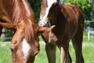 How to Wean a Foal: A Guide to Making Separation Easier