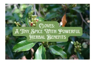 Cloves: A Tiny Spice With Powerful Herbal Benefits