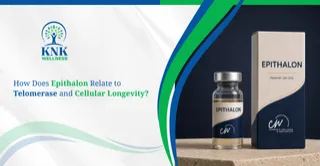 How Does Epithalon Relate to Telomerase and Cellular Longevity?