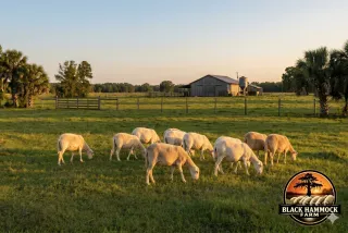 Denied Agricultural Classification in Seminole County