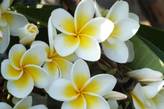 Celebration of Life Videography on Kauaʻi | Kanakanowelo