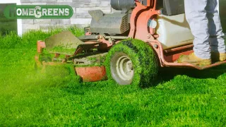 Why Your Lawn Has Brown Patches