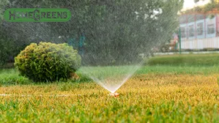 5 Ways to Prep Your Lawn for a Heatwave | HomeGreens Perth