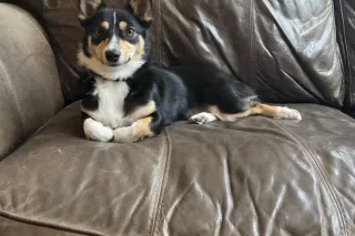 Pet-Friendly Living in Destin: Local Parks, Pet Services, and Apartment Tips