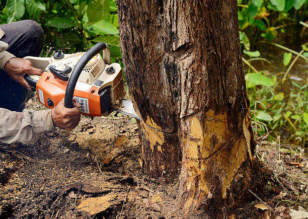 When Is Tree Removal Necessary in Odessa & Carrollwood, FL?