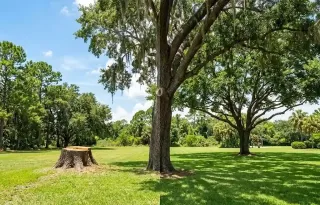 Tree Removal vs. Tree Trimming | Joel’s Pro Tree Service