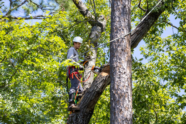 Tree Removal Service in Odessa, FL | Cost Guide