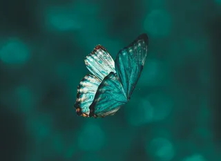 Where Did the Butterflies Go?