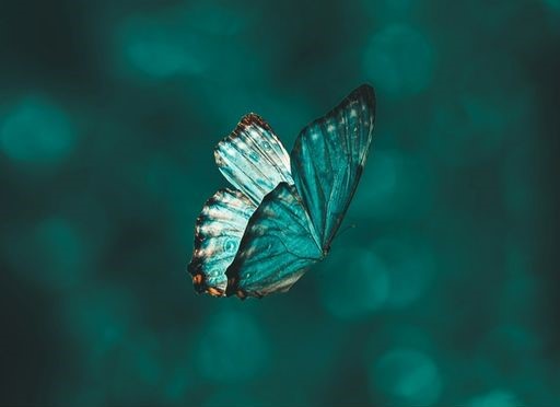 Where Did the Butterflies Go?