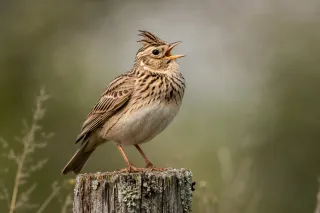 Songlark Boulevard