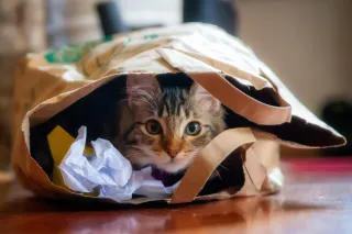 Heat Stroke In Cats