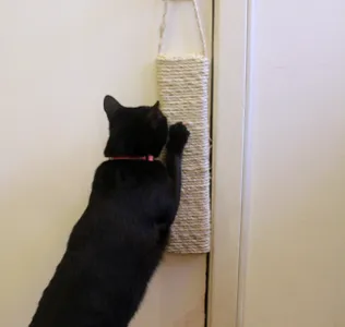 Summer Cat Care Checklist