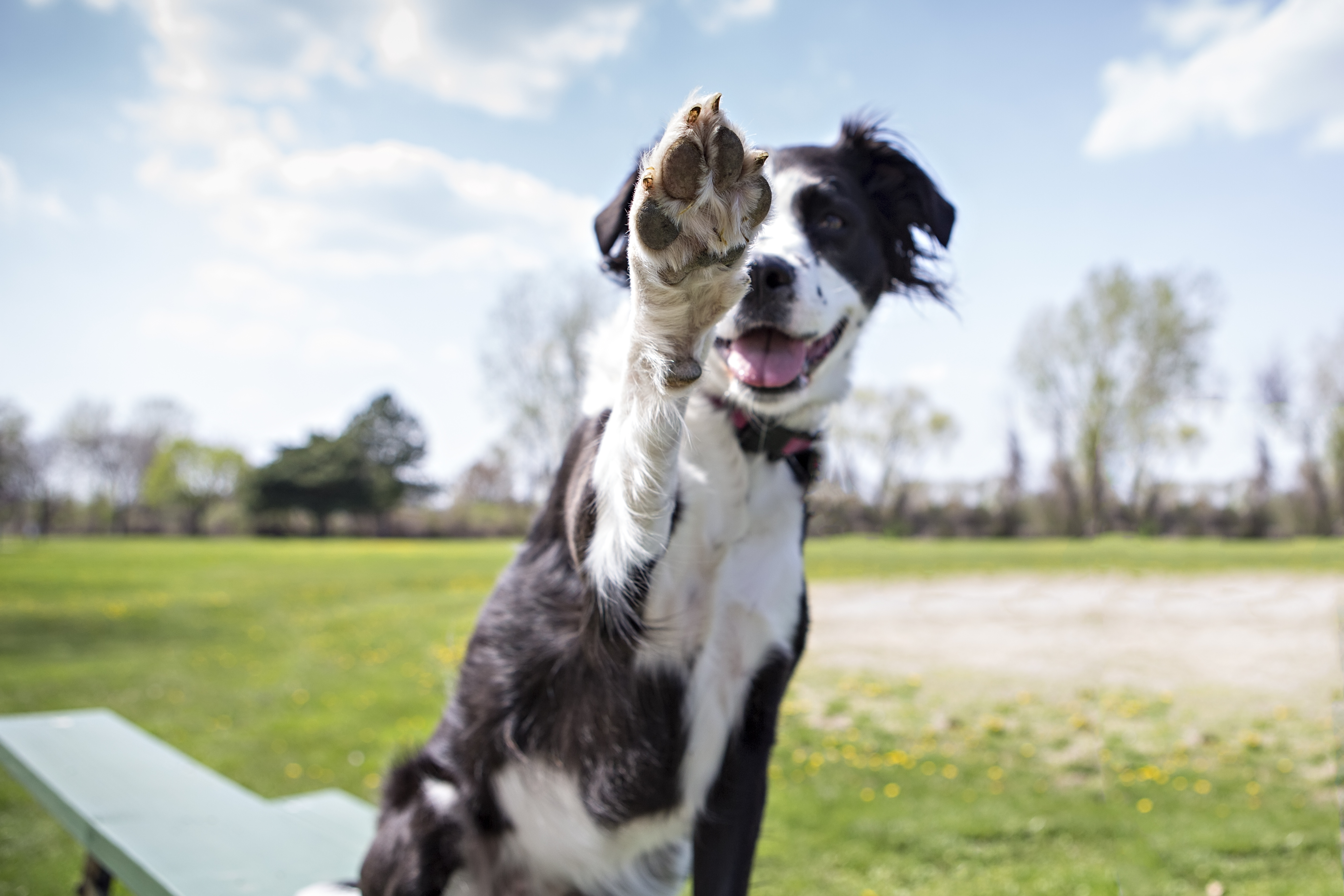 Feeling Itchy? - Fleas and Ticks