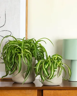 Dog Friendly Plants