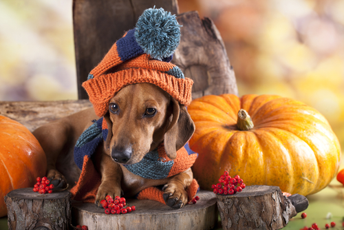 Pumpkin and the helath benefits for your dog