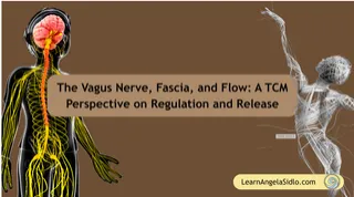 The Vagus Nerve, Fascia, and Flow: A TCM Perspective on Regulation and Release