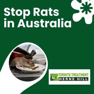 How to Prevent Rat Infestations in Australia