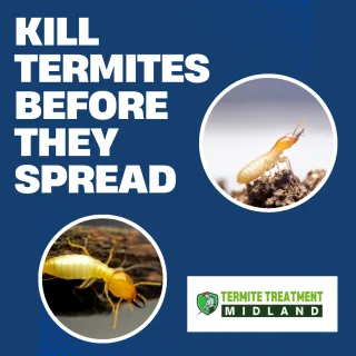 Professional Termite Inspection and Treatment Services Near You