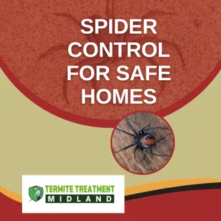 Spider Control Services for a Safe Indoor Environment