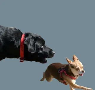 Understanding Predatory Shift: Keeping Big and Little Dogs Safe in Boarding