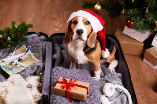 Holiday Safety Tips for Pets