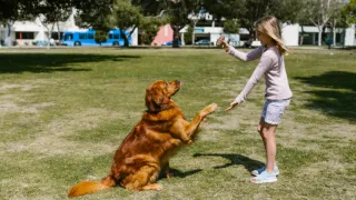 Benefits of Choosing a Pet-Friendly RV Park