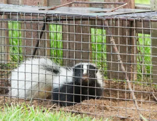 Skunks & Raccoons: A Recent Job in Southern Ontario & Some Homeowner Tips