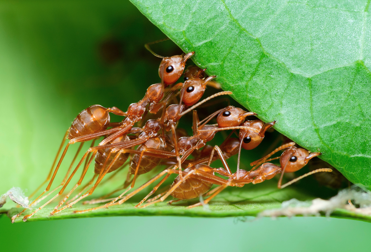 Ants - A Recent Job & Some Homeowner Tips