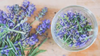 Rose and Chamomile Are Not Just Pretty — The Medicinal Side of Familiar Herbs