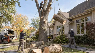 Why Does Removing a Tree Near Your House Cost More?