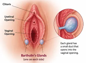 Bartholin's Glands